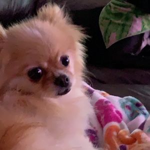 Meet your Posher, Elizabeth